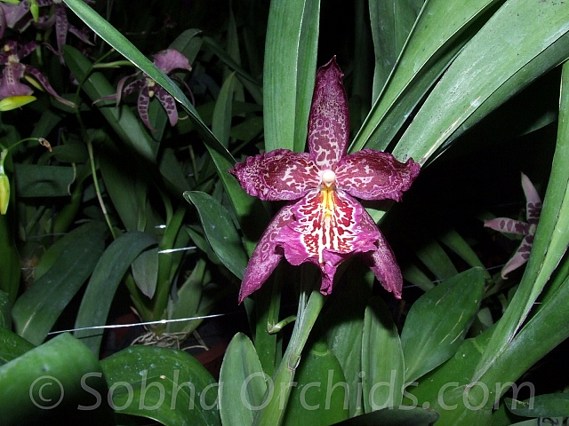 Beallara Marfitch 'Howard's Dream'